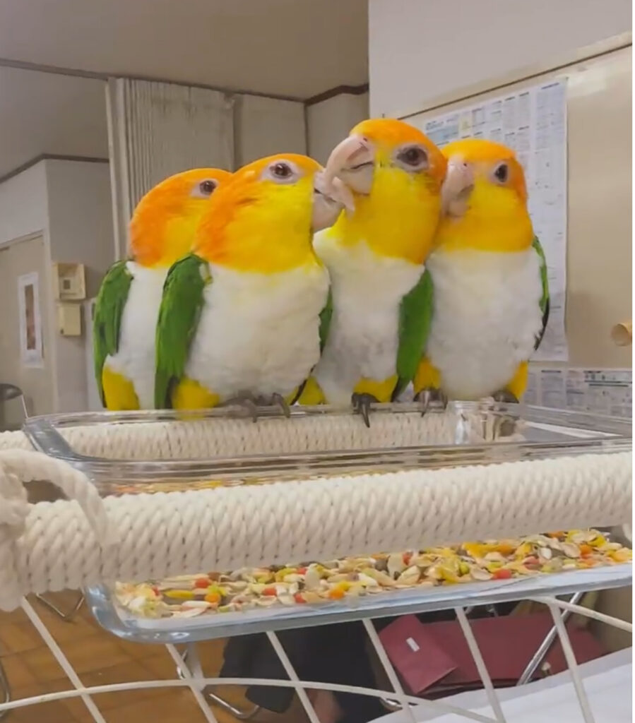 仲良く並ぶカラフルなインコたち