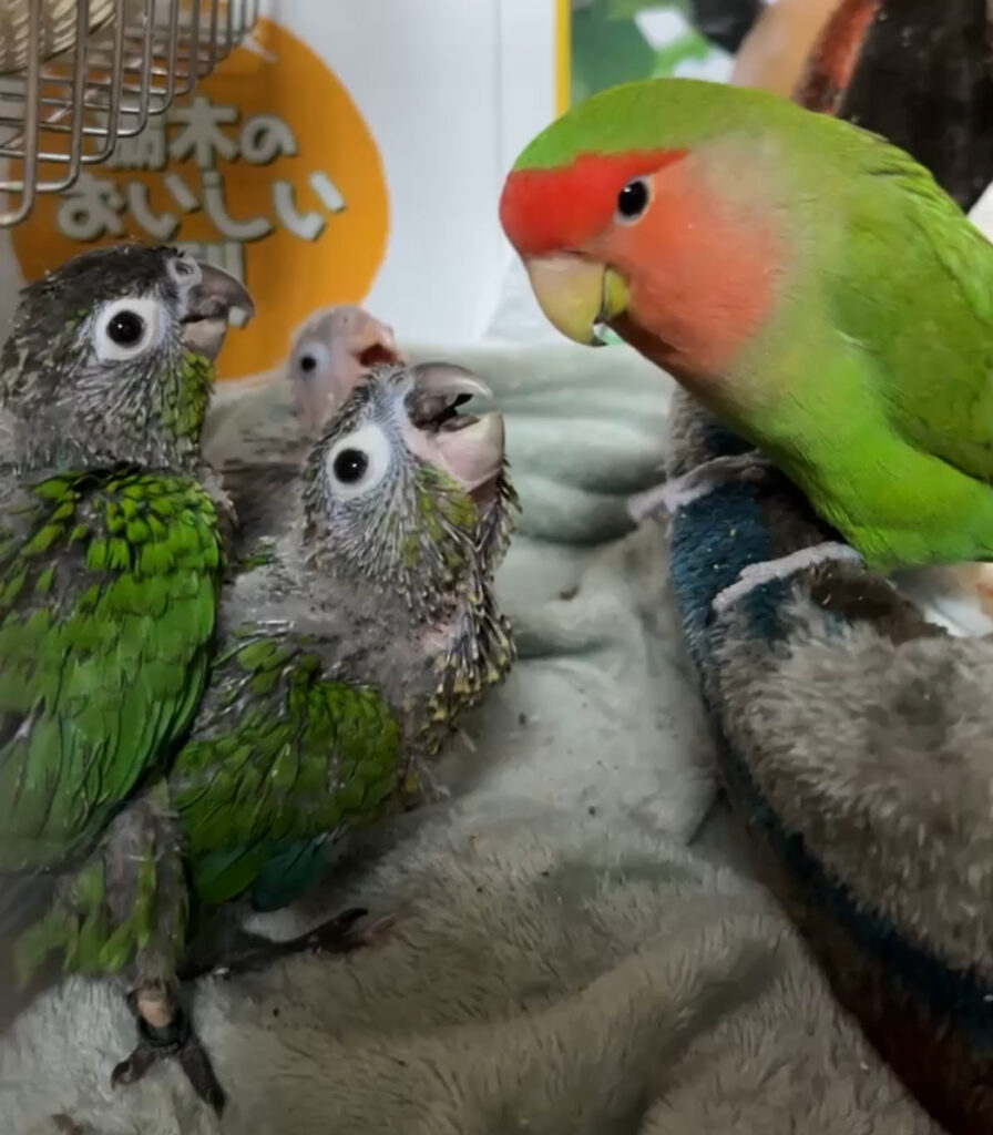 親鳥を見上げるヒナたちのインコ